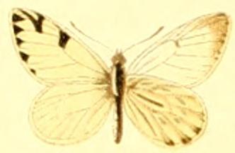 Phulia nymphula