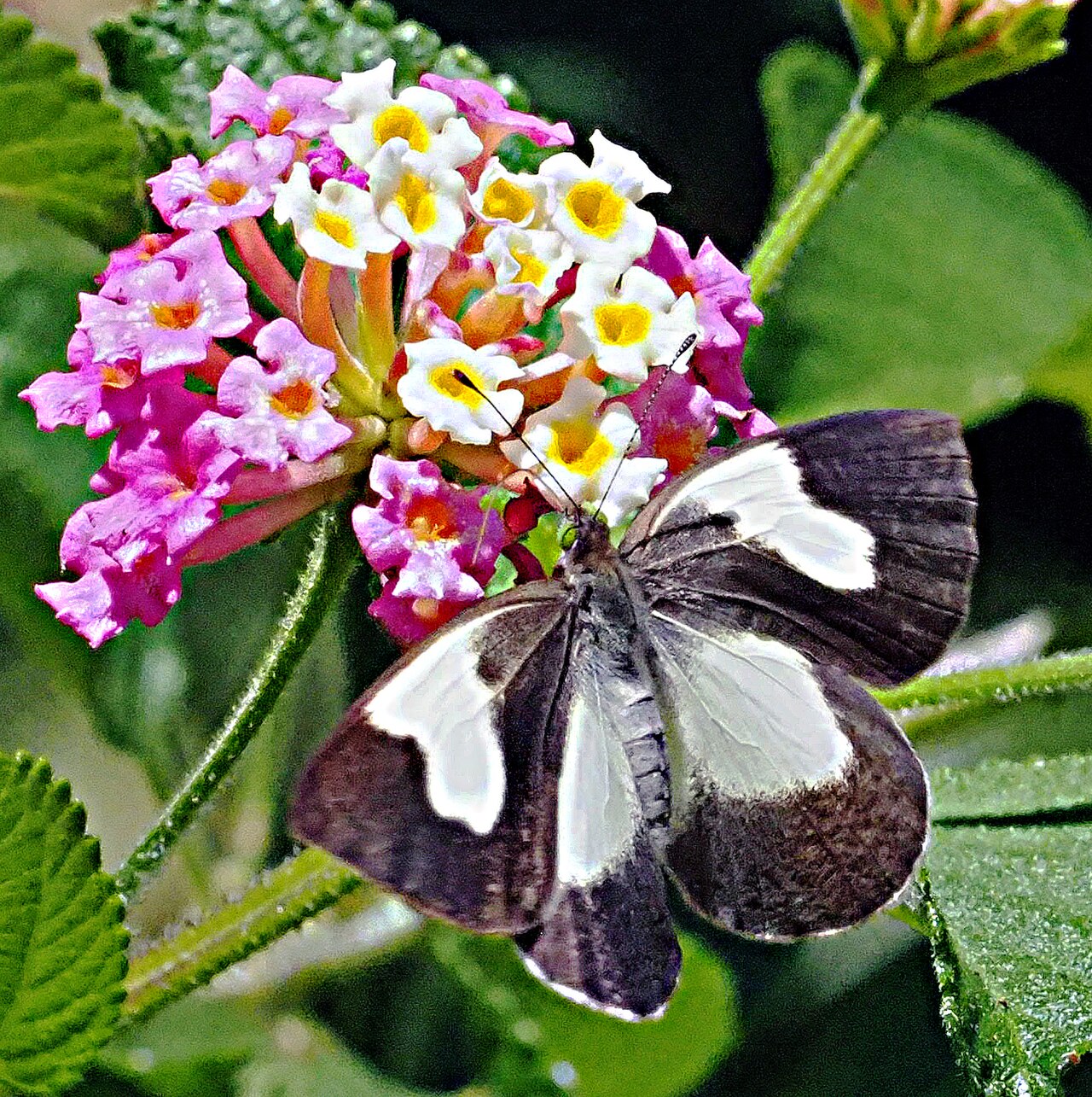 Elodina signata