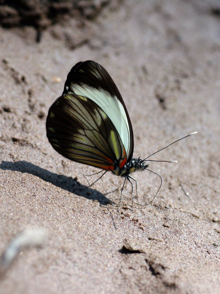 Pieriballia viardi