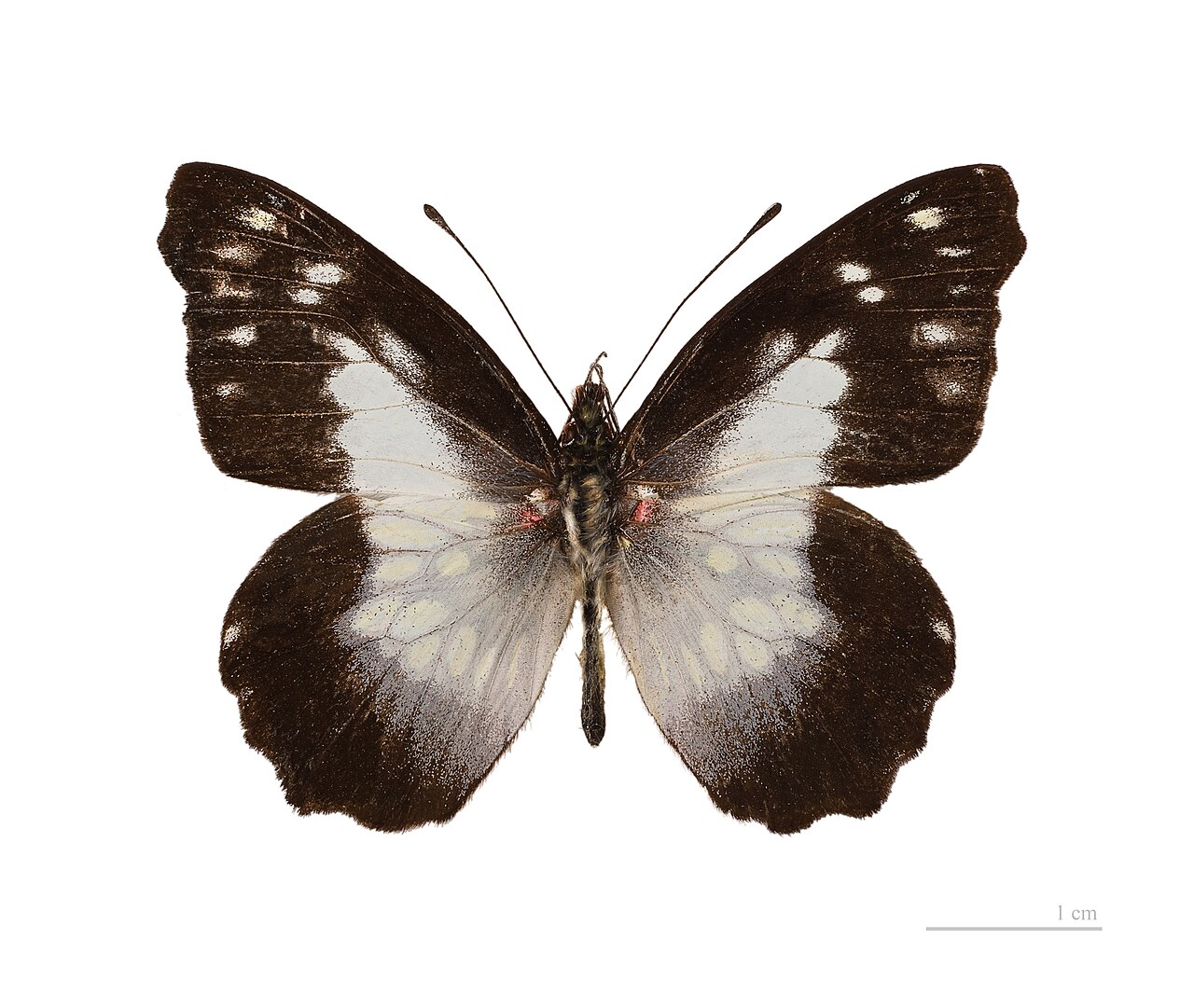 Leodonta tellane