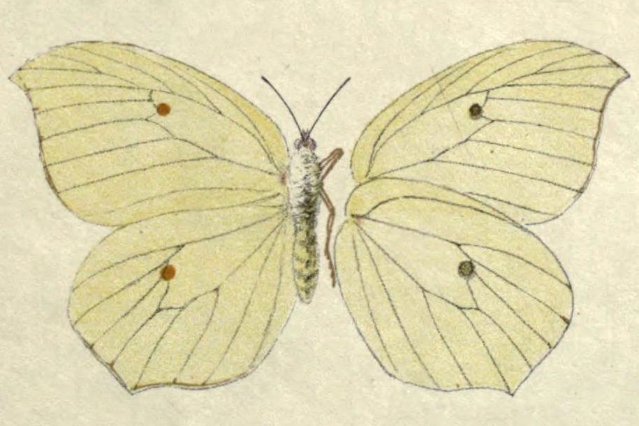 大钩粉蝶（Gonepteryx maxima）