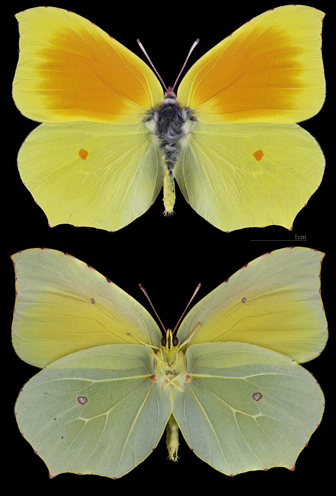 Gonepteryx cleopatra