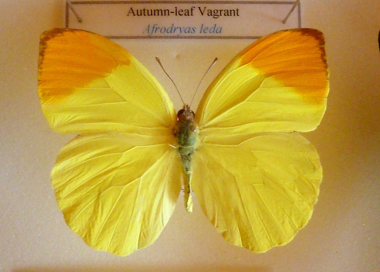 Eronia leda