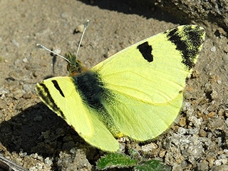 Euchloe bazae
