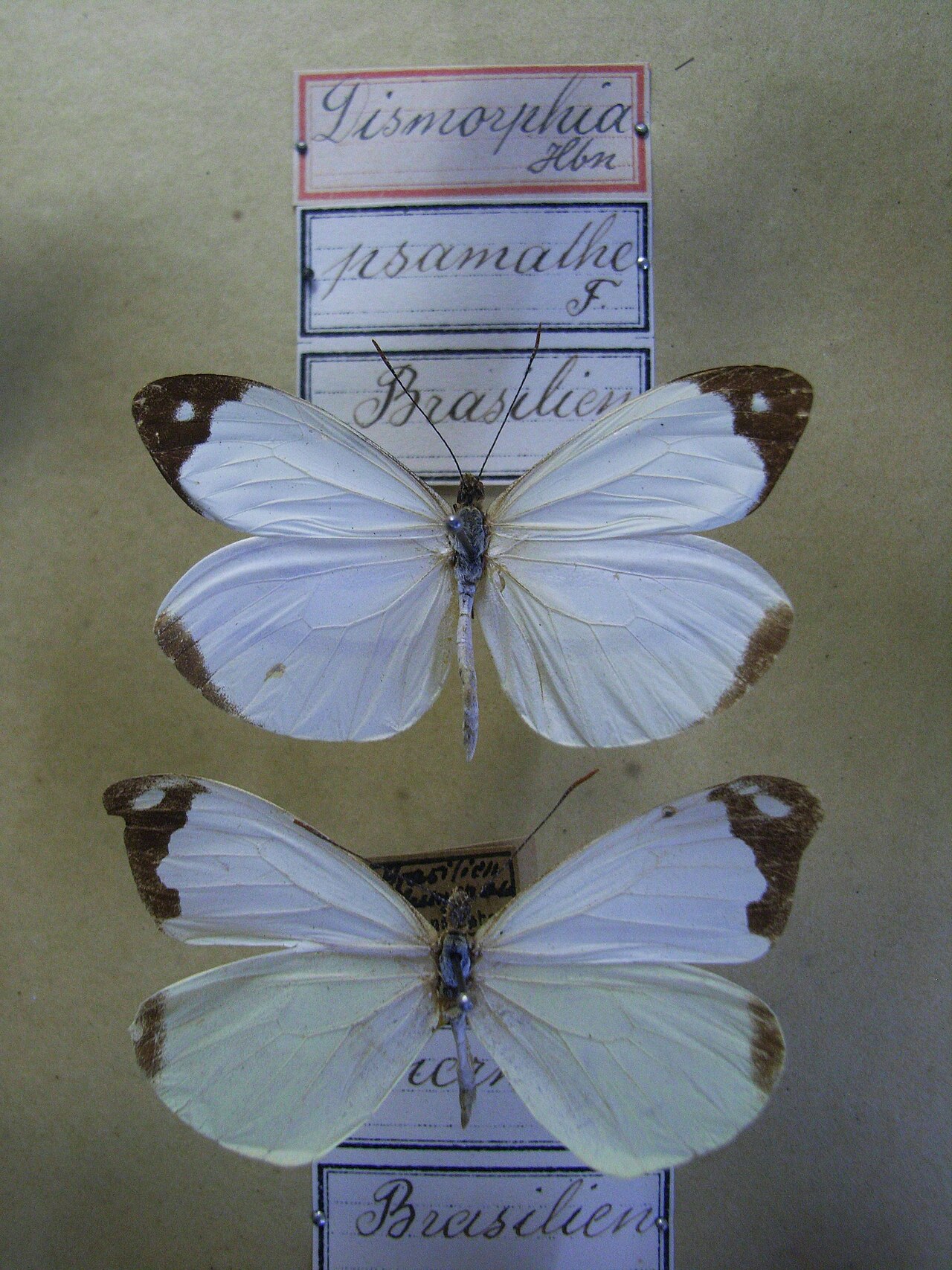 Enantia lina