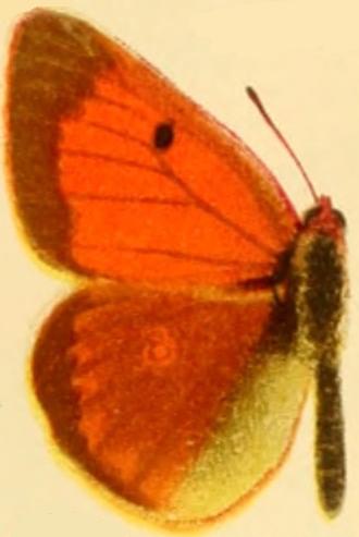 黎明豆粉蝶（Colias heos）