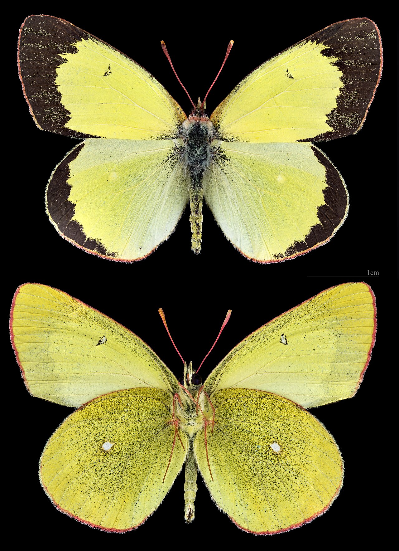Colias palaeno