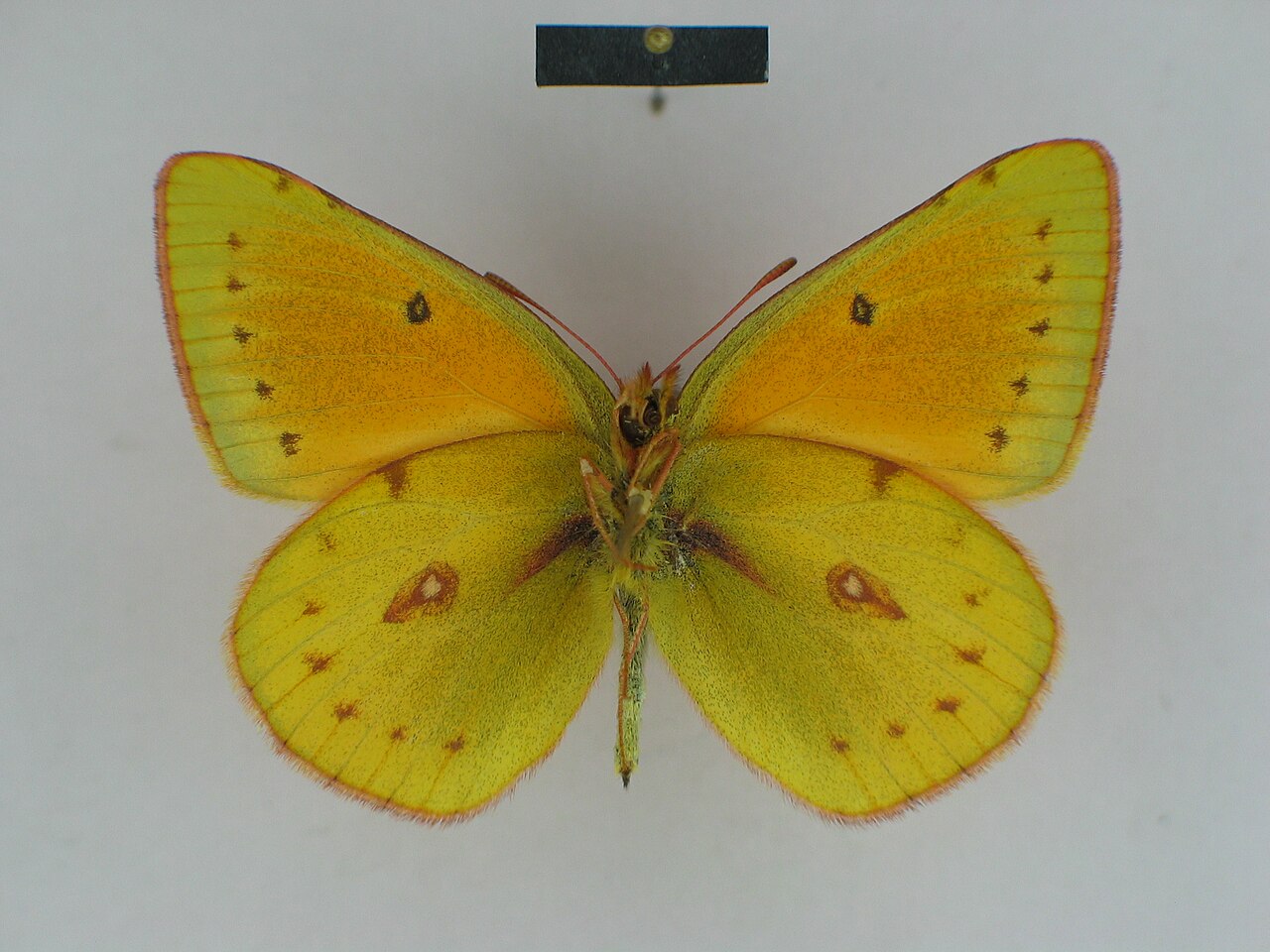 Colias lesbia