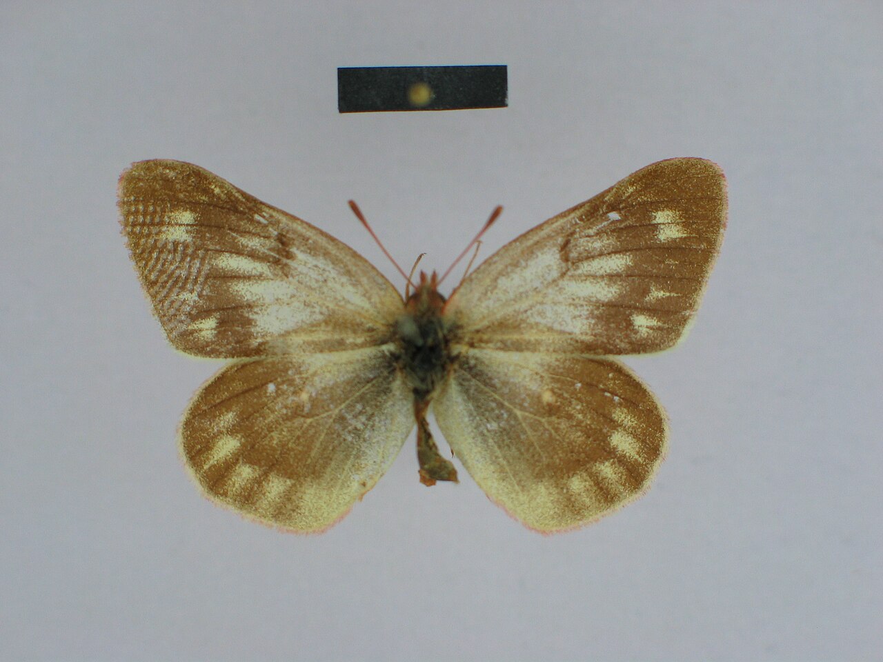 Colias vauthierii
