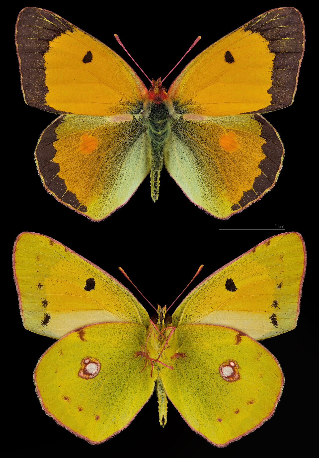 Colias croceus