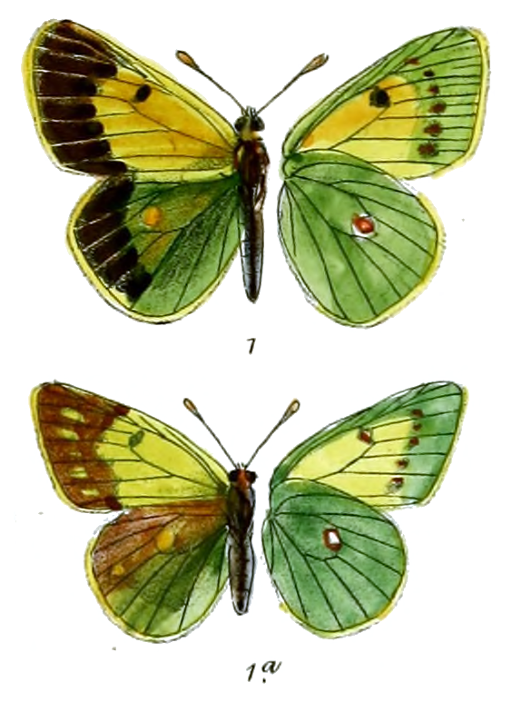 Colias wiskotti