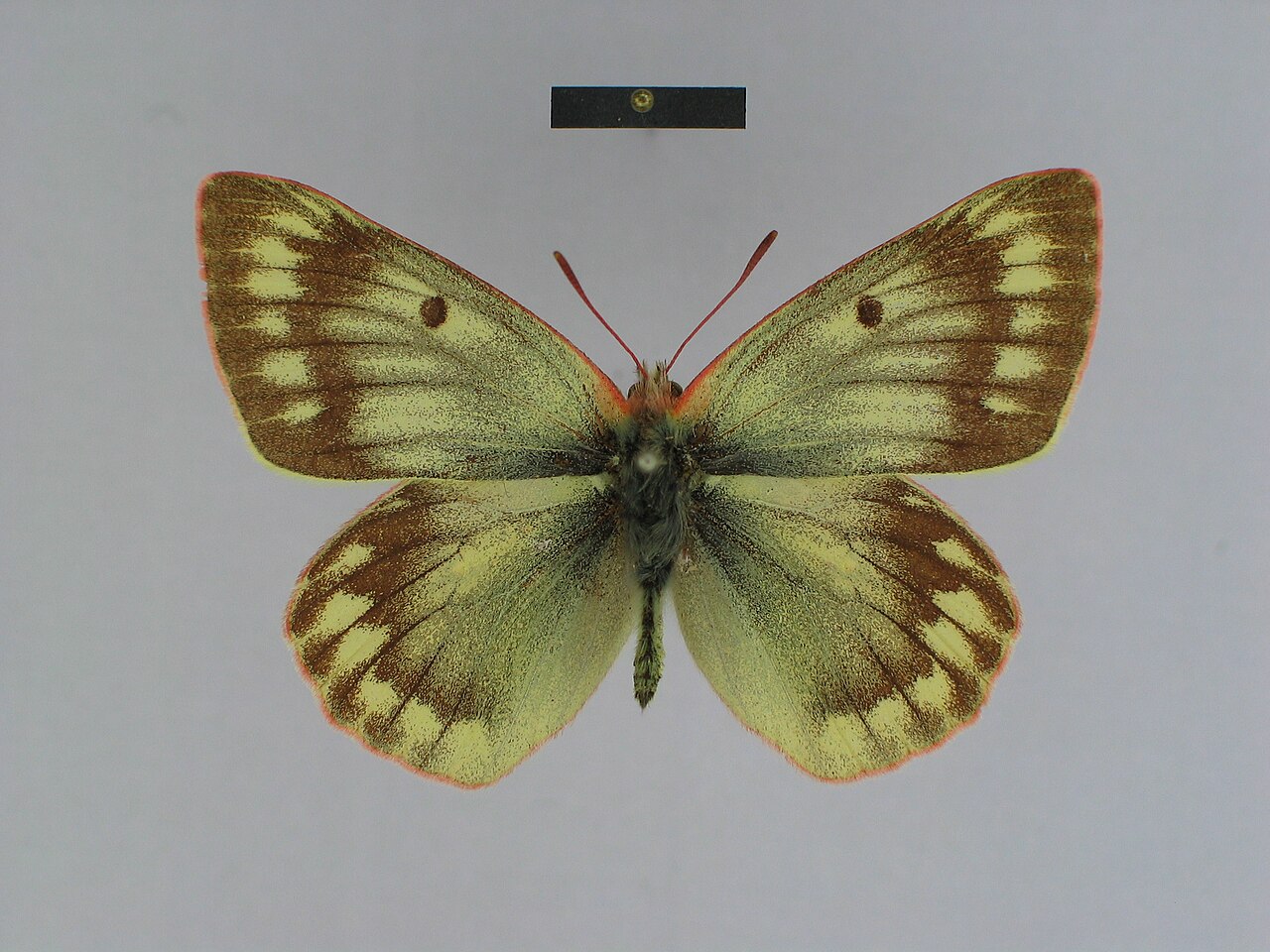 Colias cocandica
