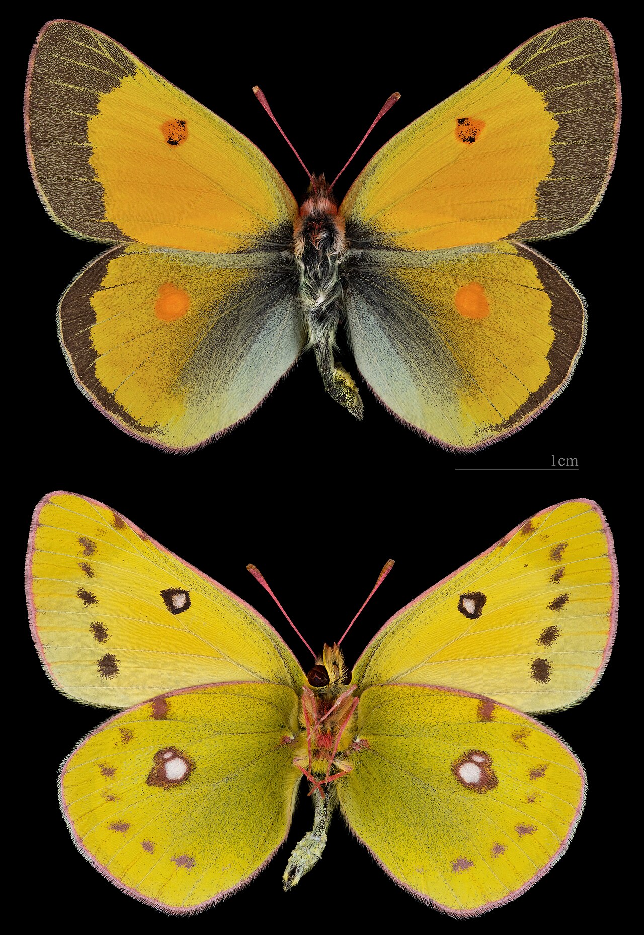 镏金豆粉蝶（Colias chrysotheme）