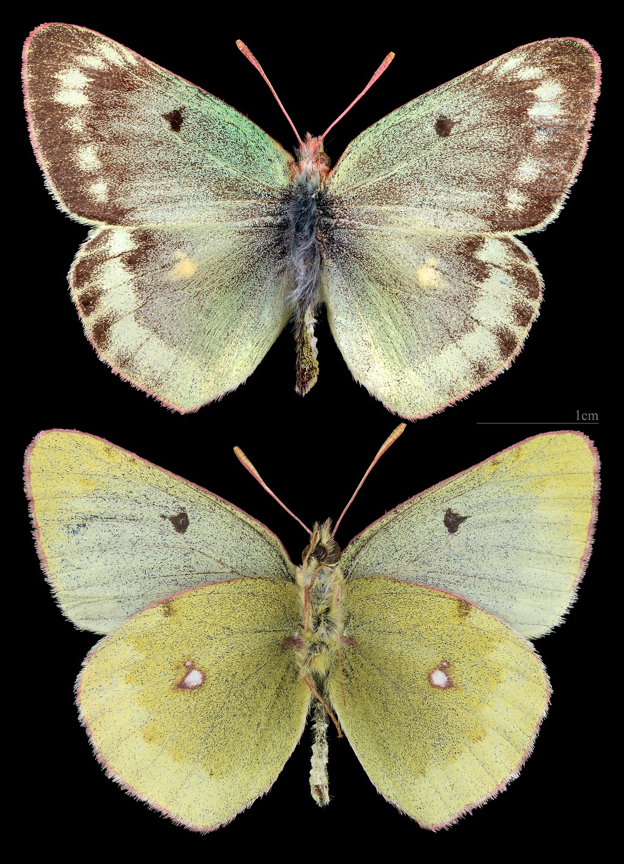 Colias phicomone