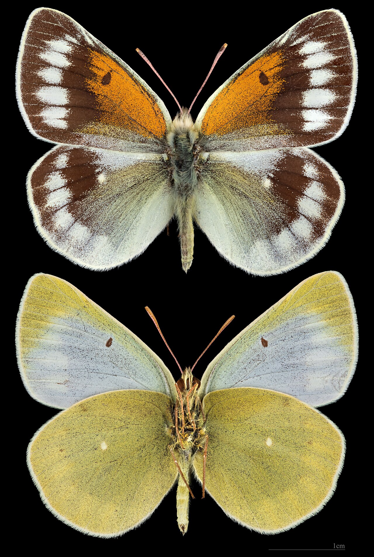 Colias christophi