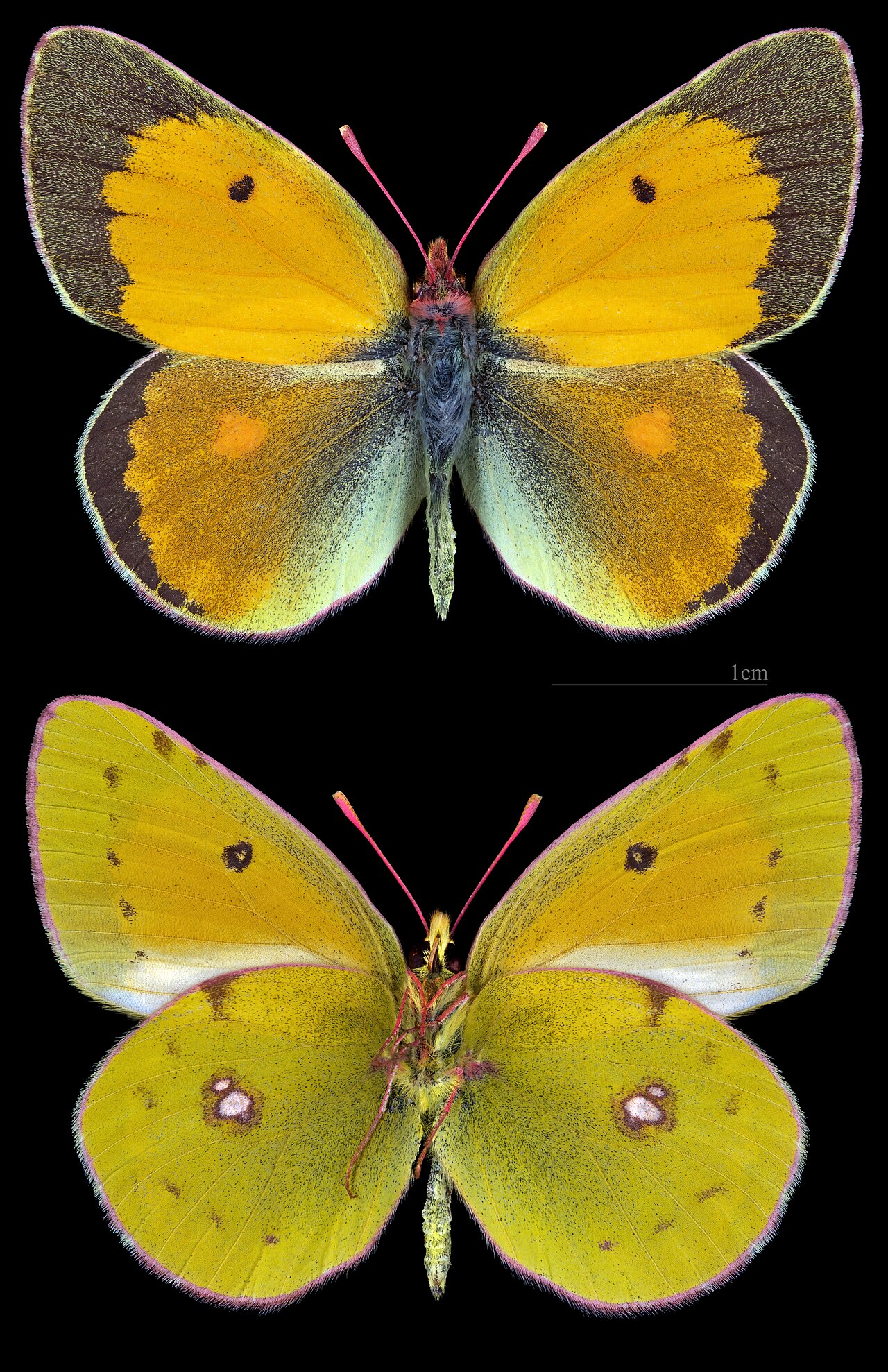 Colias myrmidone