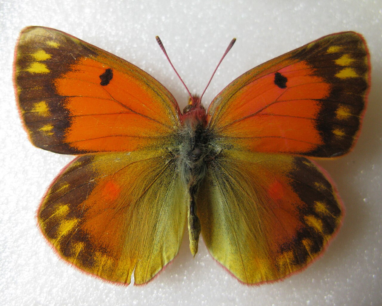 浅橙豆粉蝶（Colias staudingeri）