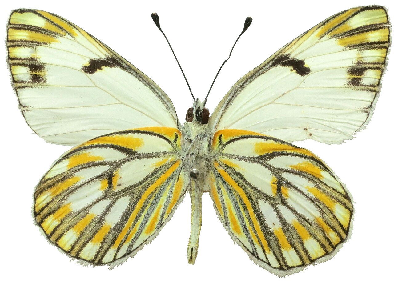 Pontia helice