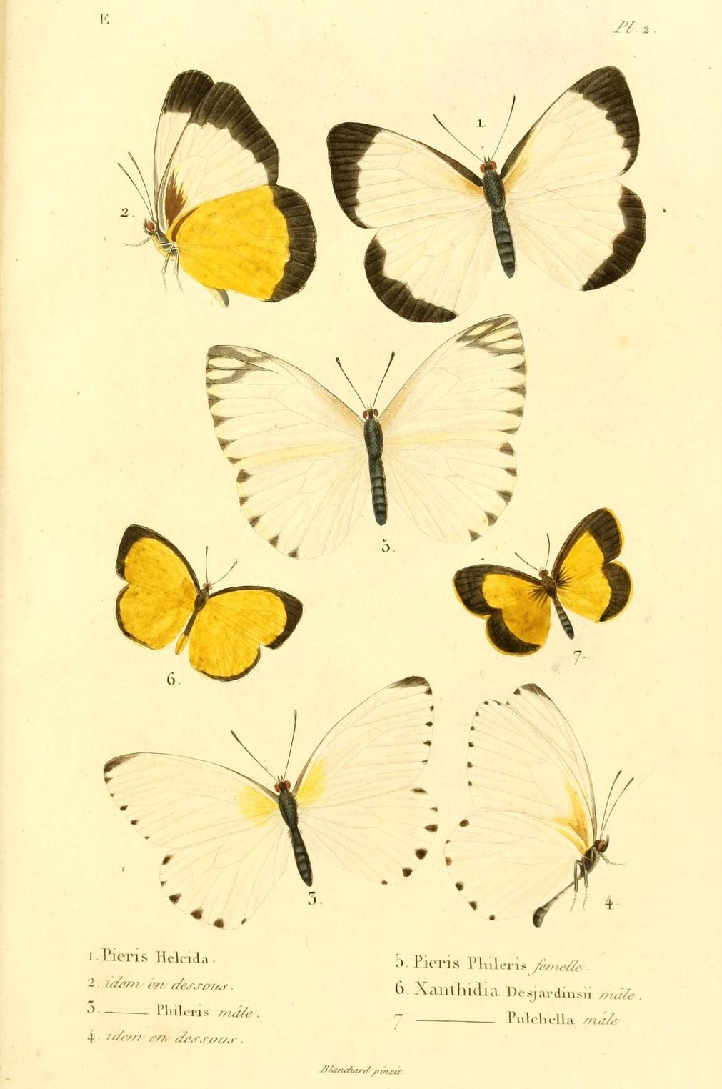 Eurema desjardinsii