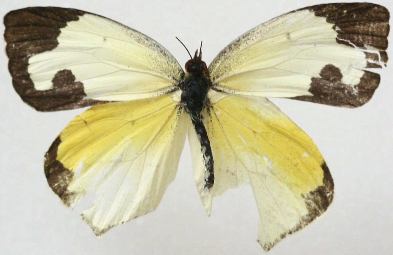 Eurema mexicana