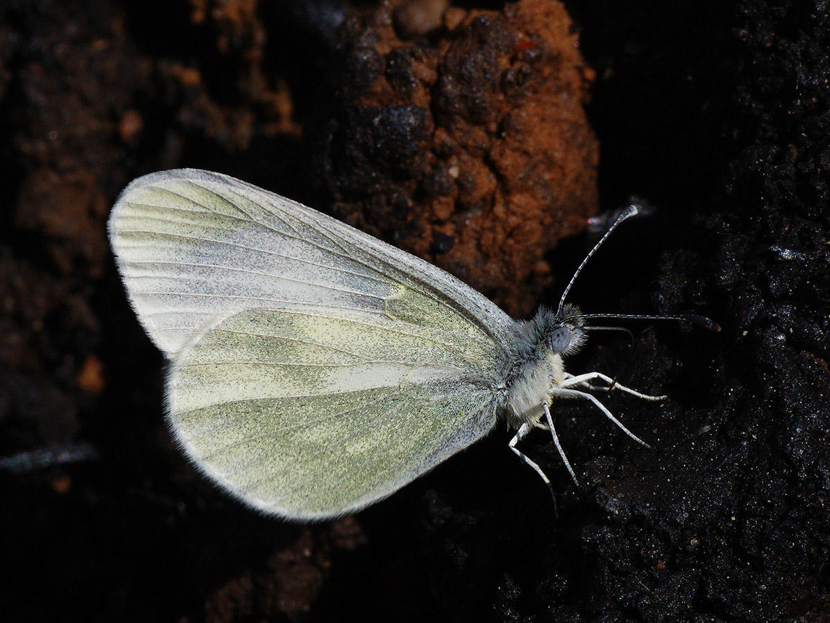 Leptidea reali
