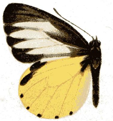 Mylothris sagala