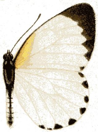 Mylothris rhodope