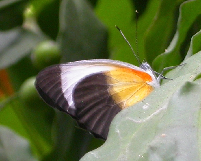 Mylothris chloris