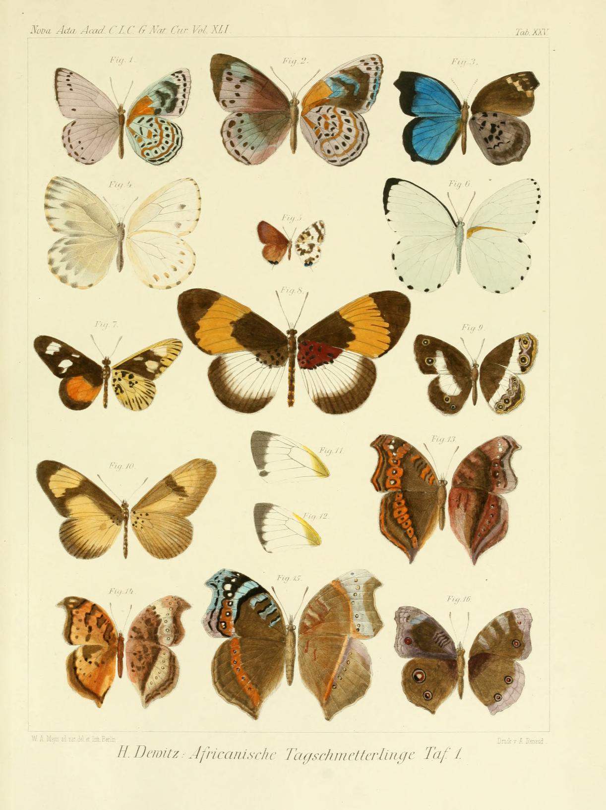 Mylothris poppea