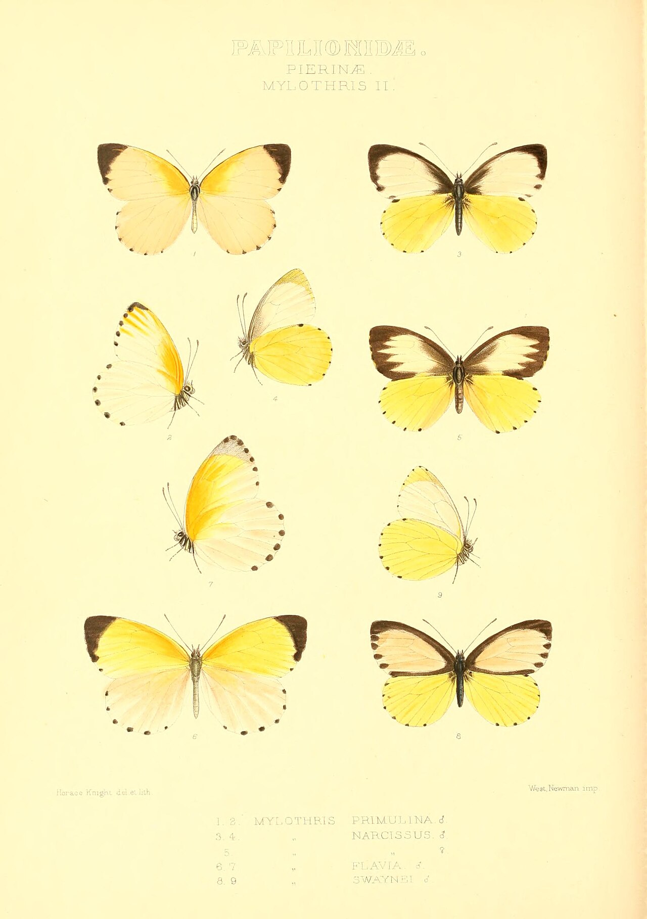 Mylothris sulphurea