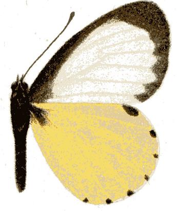 Mylothris crawshayi