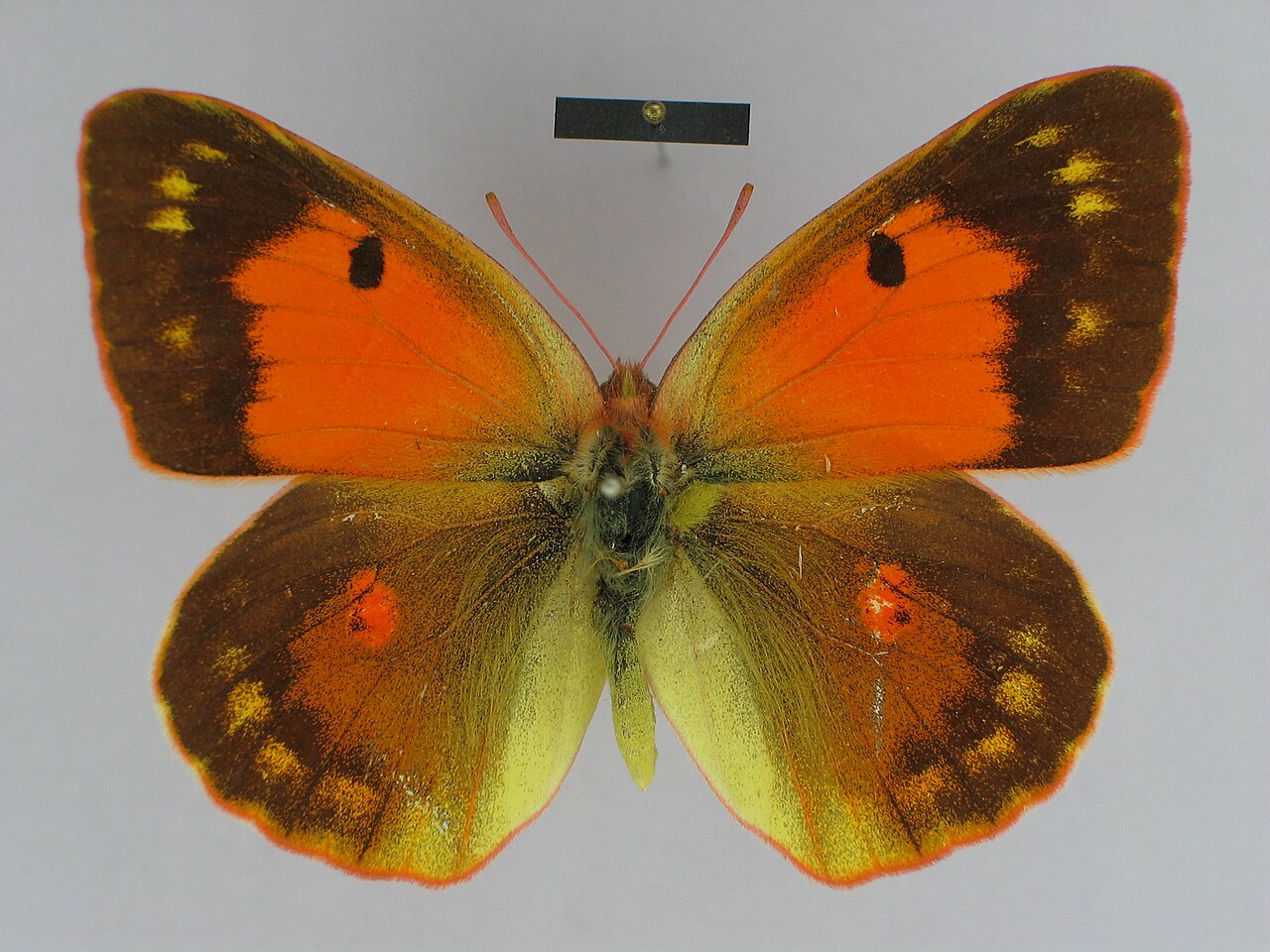 Colias romanovi