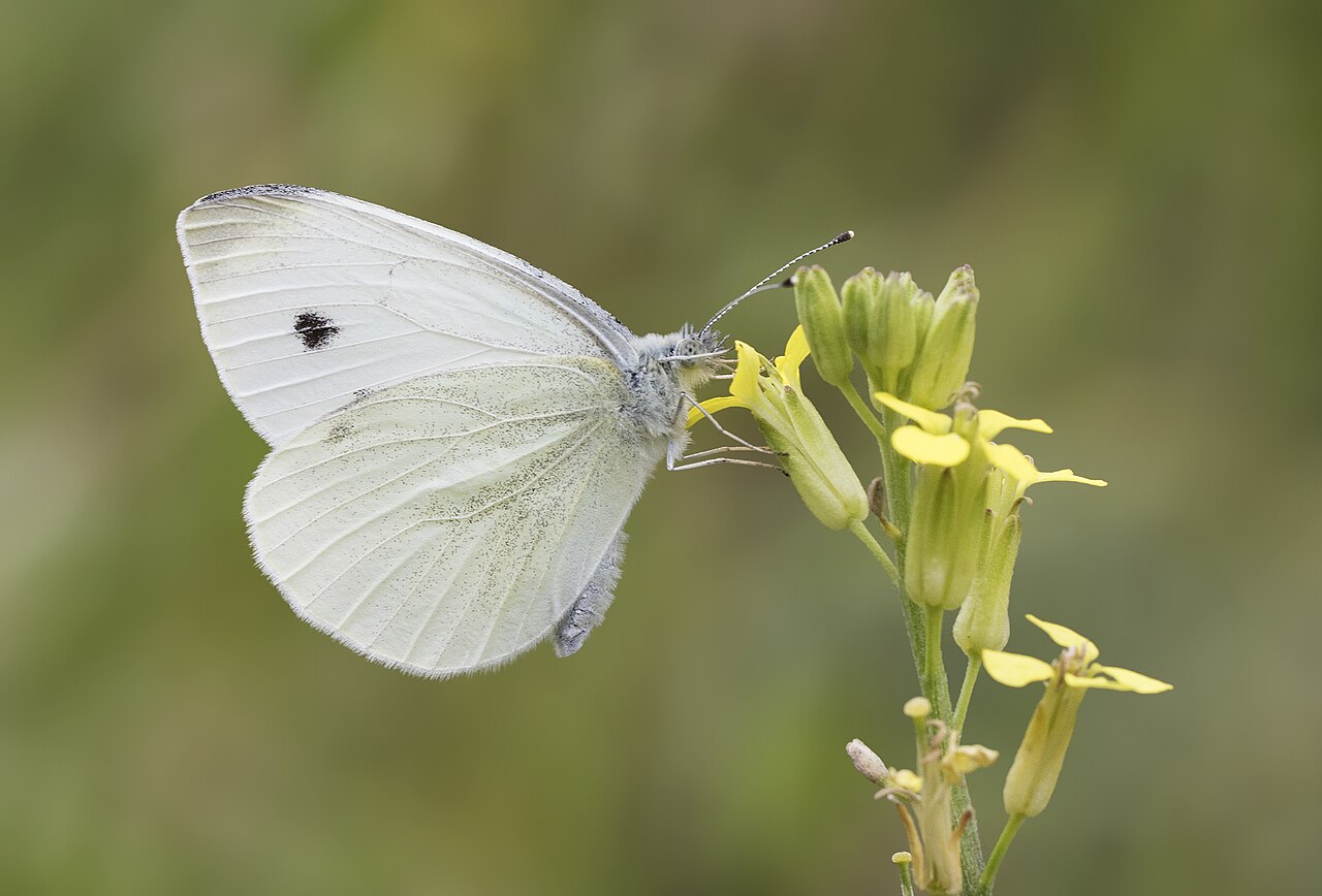 Pieris pseudorapae