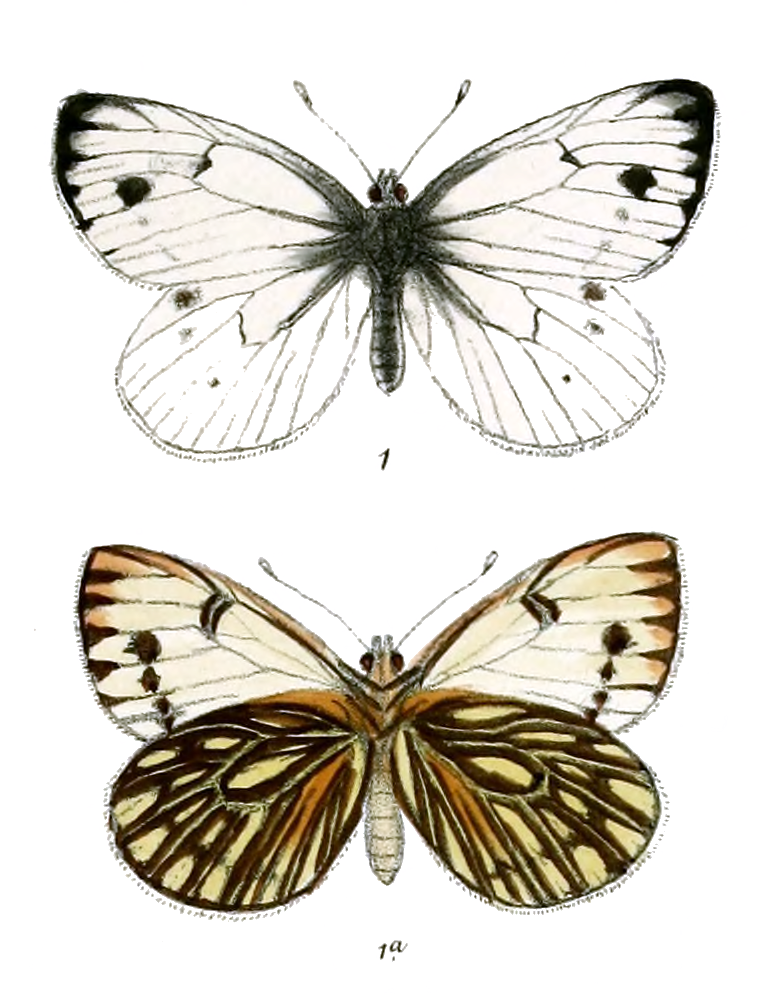 Pieris chumbiensis