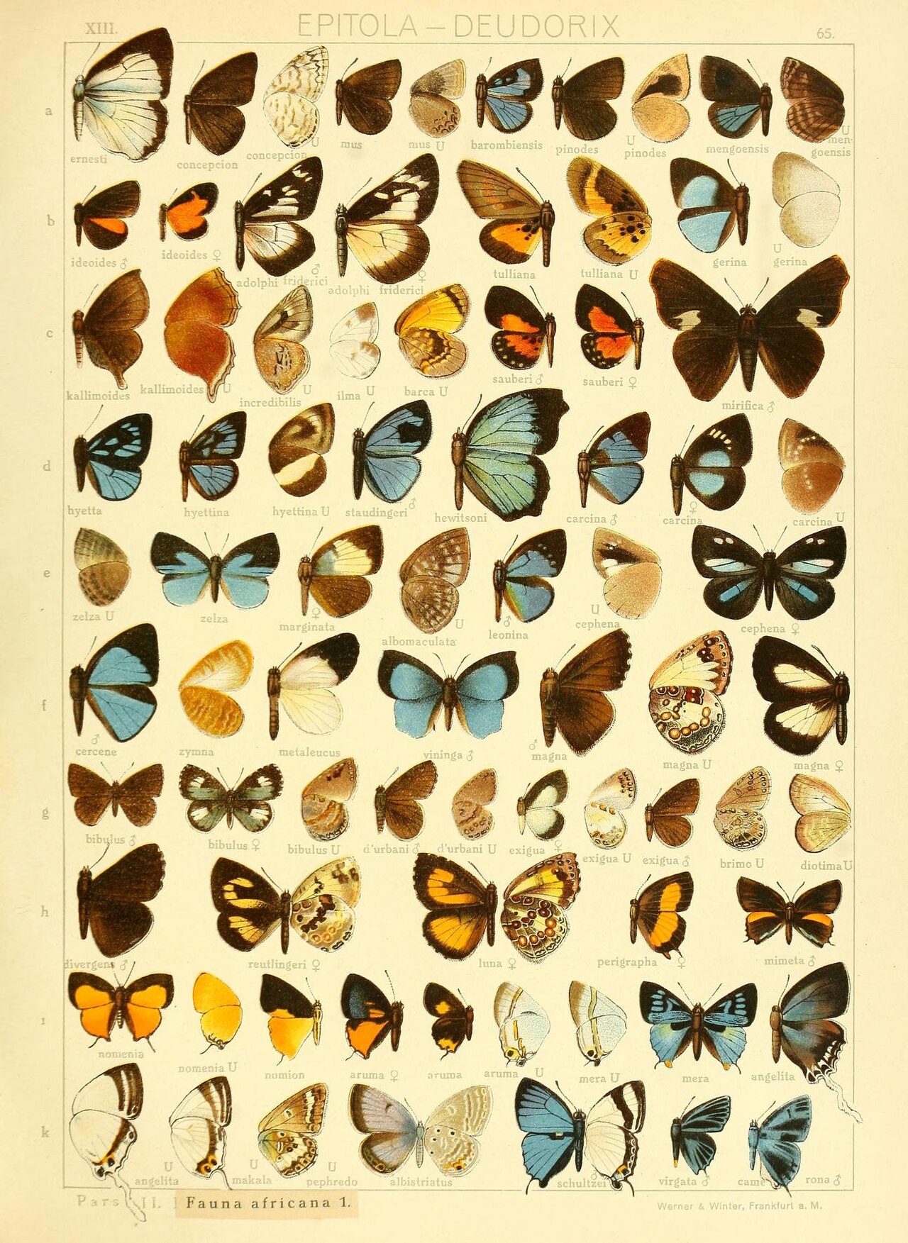 Paraslauga kallimoides