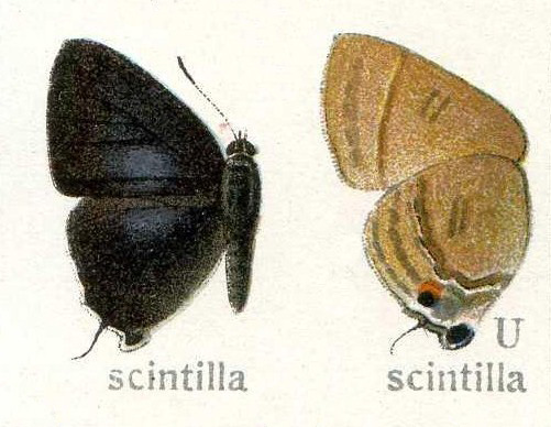 Rapala scintilla