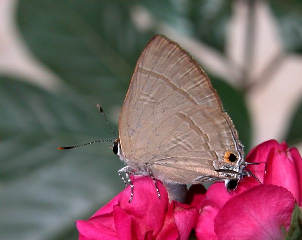 麻燕灰蝶（Rapala manea）
