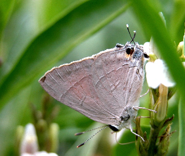 红燕灰蝶（Rapala iarbus）