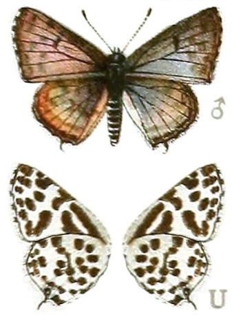 Zintha hintza