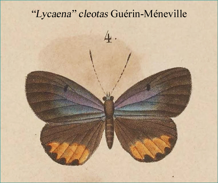 Luthrodes cleotas