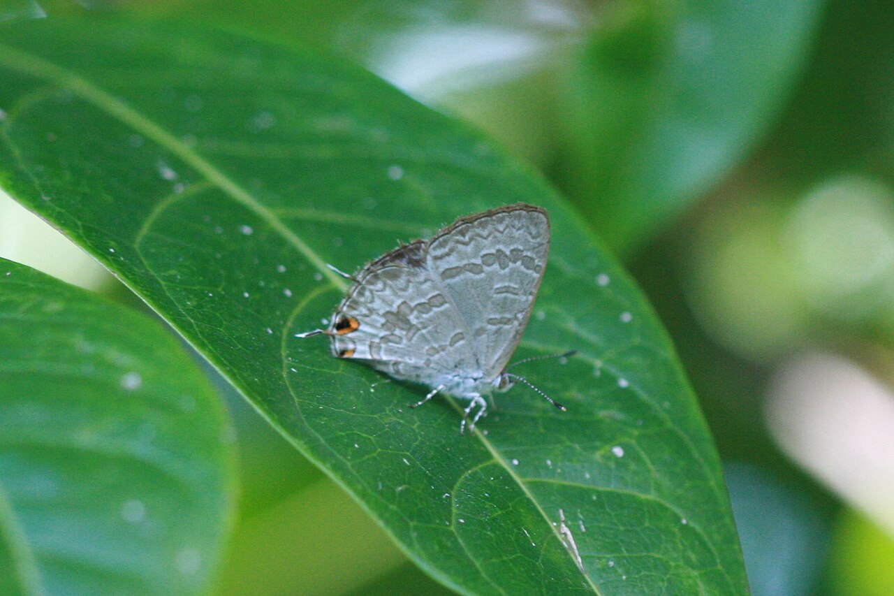 Catopyrops florinda