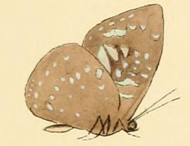 Epitola convexa