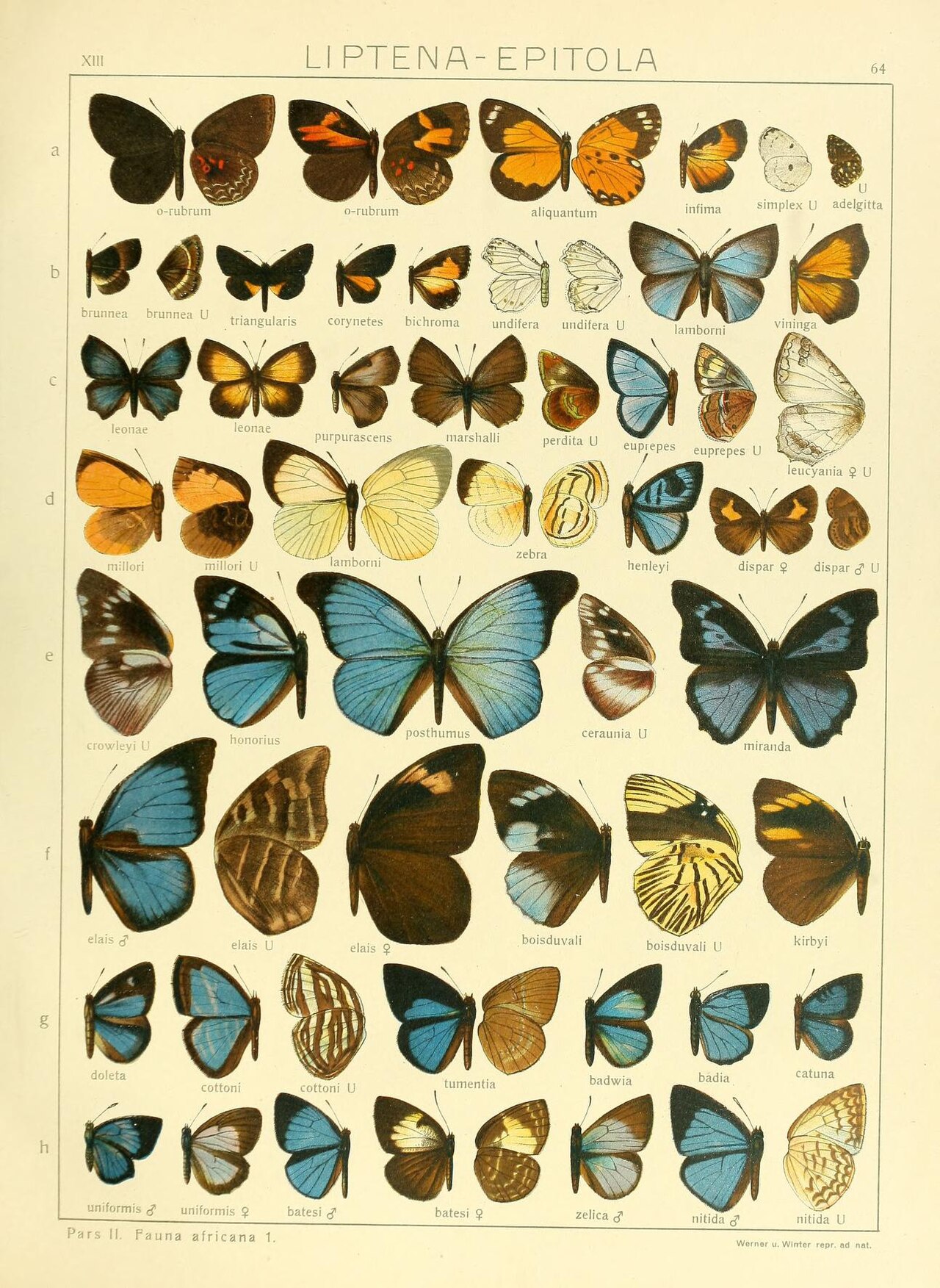 Epitola hewitsoni
