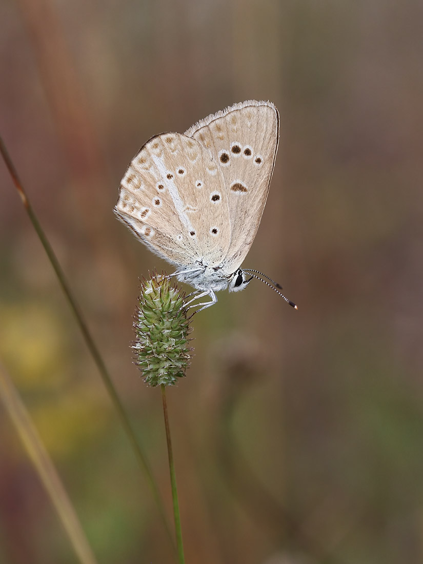 Agrodiaetus ripartii
