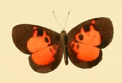 Eresiomera isca