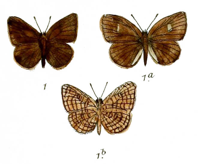 Spalgis nubilus