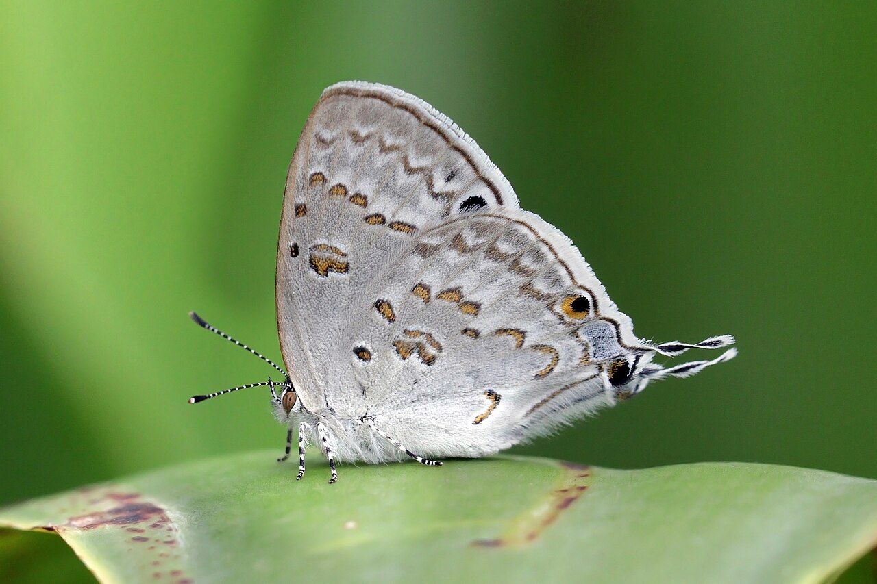 Leptomyrina phidias