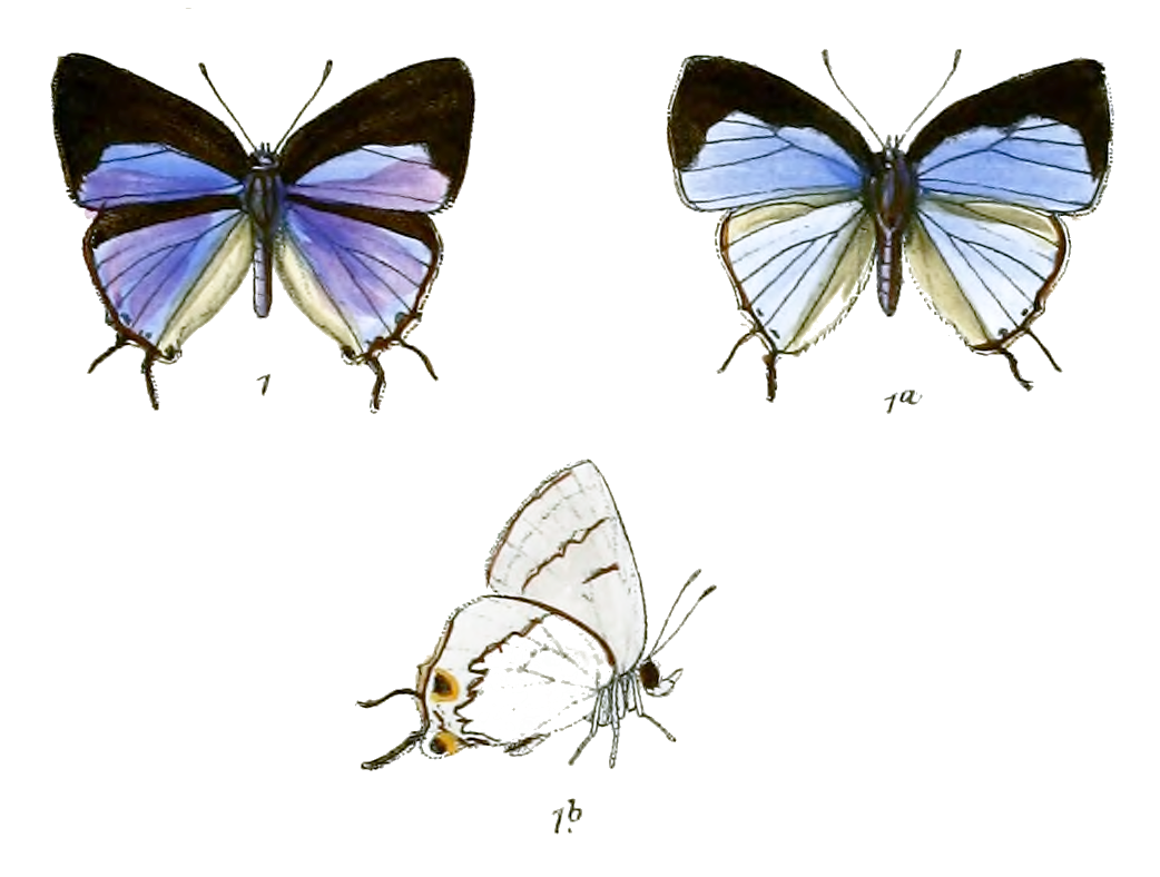 Tajuria nela