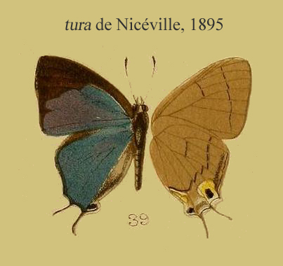 Tajuria tura