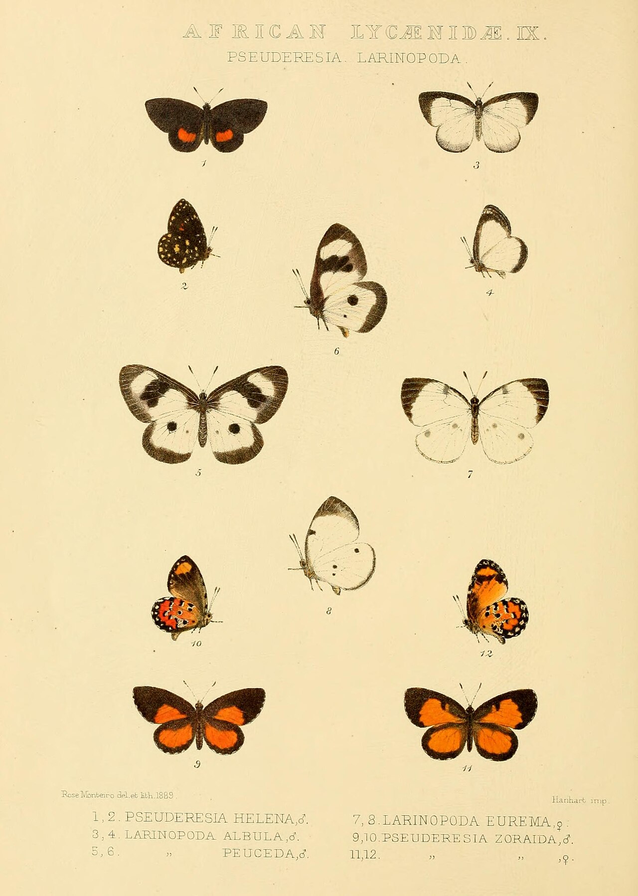 Larinopoda varipes